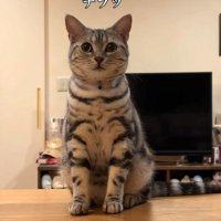 別の兄に呼ばれてちらりと見る猫