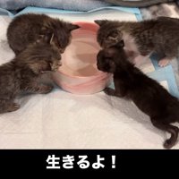 水を飲む4匹の子猫たち