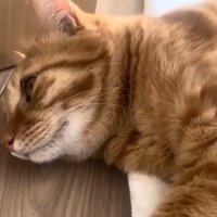 茶トラ猫