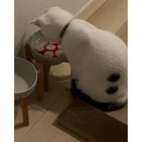 猫と水に入っているコースター