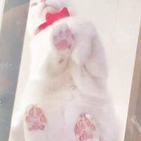 キャットウォークに座る猫