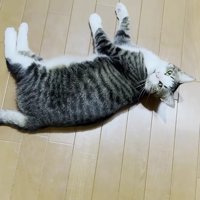 床の上に猫が寝ころびながらこちらを見ている様子