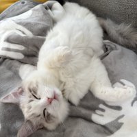 ソファの上でお腹を出して眠っている虎柄模様のラグドール