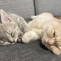 ソファで眠る2匹のマンチカン
