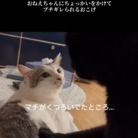 くつろぐ猫