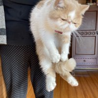 おばあちゃんにつかまれている猫