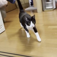 こちらに向かって歩いてくる猫の写真1
