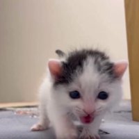 歩いている猫