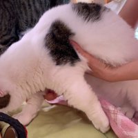 持ち上げられた姿