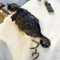 猫の足と抜け毛で作られた「プゥ」の文字