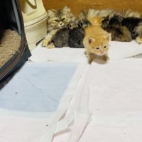 お母さん猫のおっぱいを飲む5匹の子猫と立ち上がる茶トラ子猫