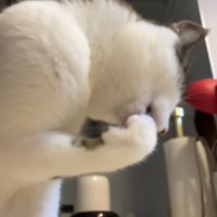 前足を口元に