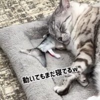 床を叩きつける魚のおもちゃ
