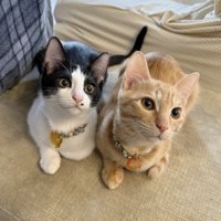 洗濯物を干す飼い主を見守る2頭の猫