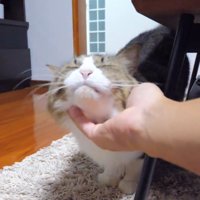 あごをなでてもらう猫