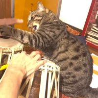 猫パンチをする猫