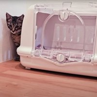 キャリーバッグの横にいる子猫