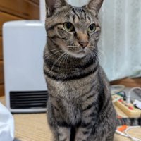 キジトラ猫が座っている