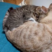 先住猫に近づく子猫