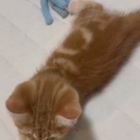 生後2ヶ月のおもちゃで遊ぶ猫さん