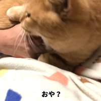 ガブリ