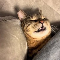 こたつで眠る猫