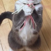遊んでいる猫