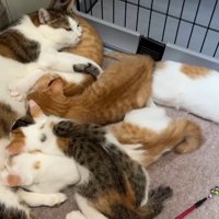 子猫たちにおっぱいをあげる保護猫