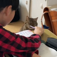 宿題をしている男の子と鉛筆に鼻をあてる猫
