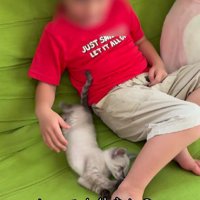 戯れる男の子と子猫
