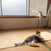 テロップ「日当たり良好」