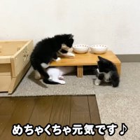 テロップ「めちゃくちゃ元気です」