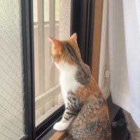 興味津々な猫