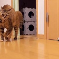 背中を丸めたままカメラの方へ歩いてくる猫