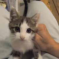 人のひざの上に乗る子猫