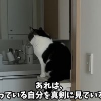 座っている猫の後ろ姿