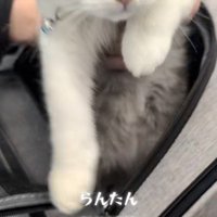 人に抱かれている子猫