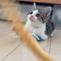 おもちゃで遊ぶ子猫