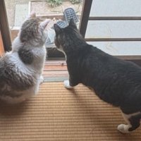 外を眺める猫