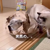 袋に入った子猫