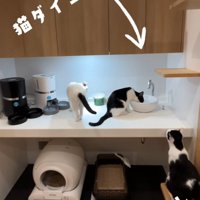 猫トイレの近くにいる猫たち