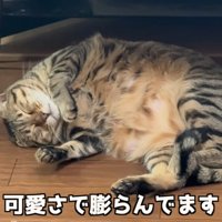 寝ている子猫