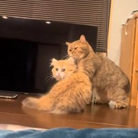 振り返る猫