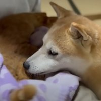 柴犬と猫