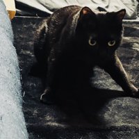 前足を踏ん張って立つ黒猫