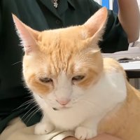 膝の上に乗っている猫