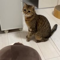 後ずさりする猫