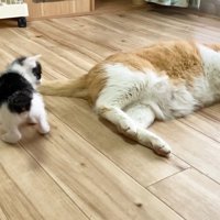 子猫と寝転がっている先住猫