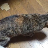 飼い主の近くを歩いて行く猫