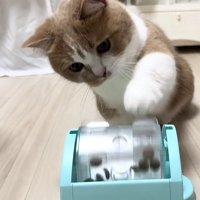 おもちゃで遊ぶ猫の写真3
